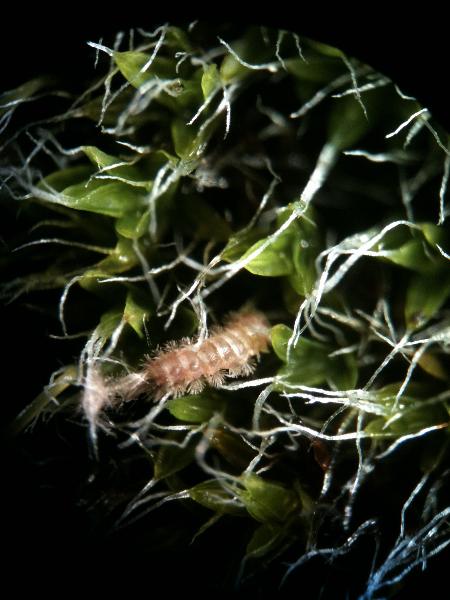 Photo of Polyxenus lagurus by Jen Gordon